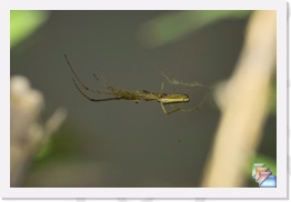 Long Jawed Spider * Long Jawed Spider * (4 Slides)